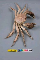 中華絨螯蟹藏品圖，第5張